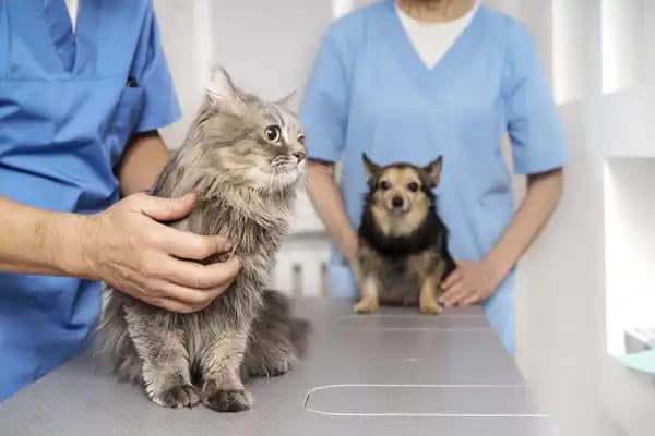 Veterinar koji brine o kućnom ljubimcu